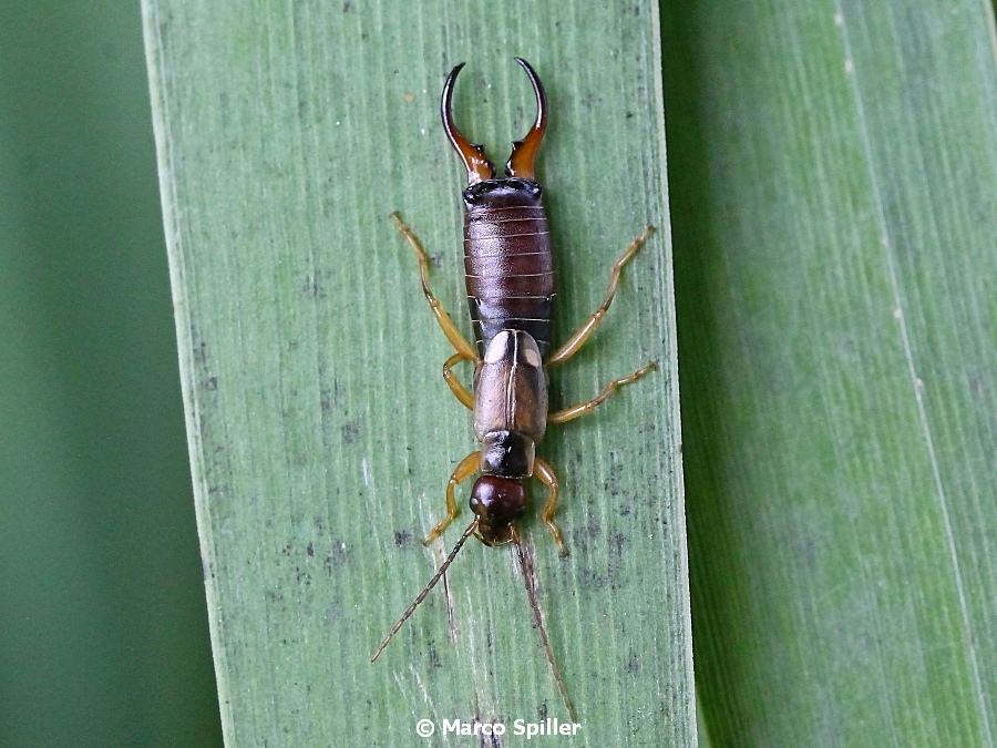 Forficula auricularia - maschio